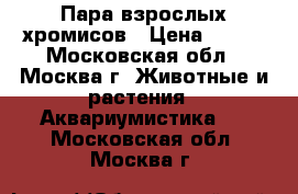 Пара взрослых хромисов › Цена ­ 300 - Московская обл., Москва г. Животные и растения » Аквариумистика   . Московская обл.,Москва г.